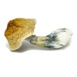 African Transkei – Mushroom - Image 2