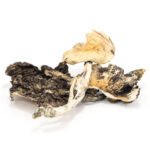 Treasure Coast Magic Mushrooms – Mungus