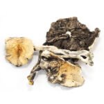 Treasure Coast Magic Mushrooms – Mungus - Image 2