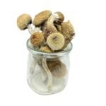 Burmese Magic Mushrooms – Mungus