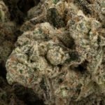 Khalifa Mints - Image 2