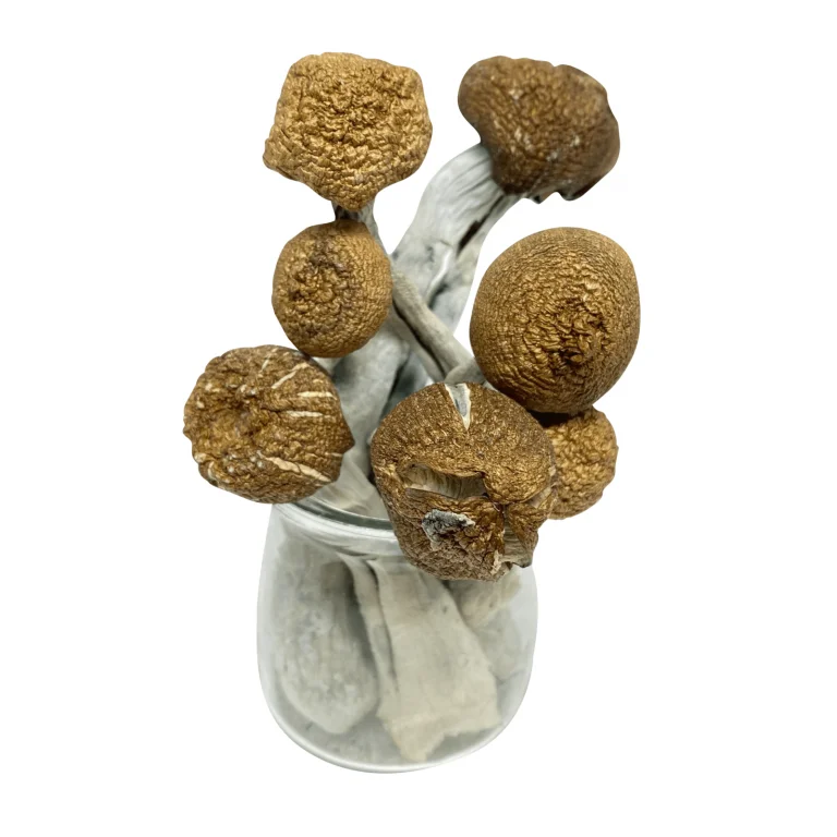 NEW-Jedi-Mind-Fuck-Magic-Mushrooms-2-1.webp Mungus – Jedi Mind Fuck Magic Mushrooms - Image 1