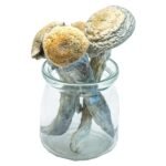 Mungus – Penis Envy Uncut Magic Mushrooms (VERY POTENT)