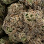 Purple Cream - Image 3