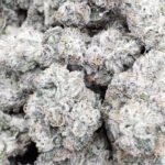 Indoor Exotic Dark Matter – Hybrid – Wholesale