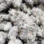 Indoor Exotic Don Murfos LCG – Hybrid – Wholesale