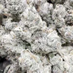 Indoor Exotic Limon Berry – Hybrid – Wholesale