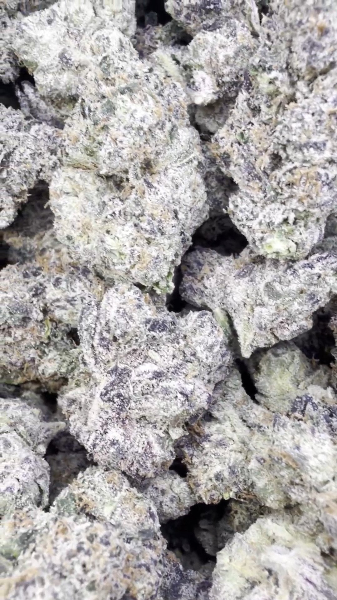 videoframe_8336.jpeg Indoor Exotic White Zkittlez – Hybrid – Wholesale - Image 1